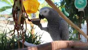 Как да съберем клетка за яко със собствените си ръце